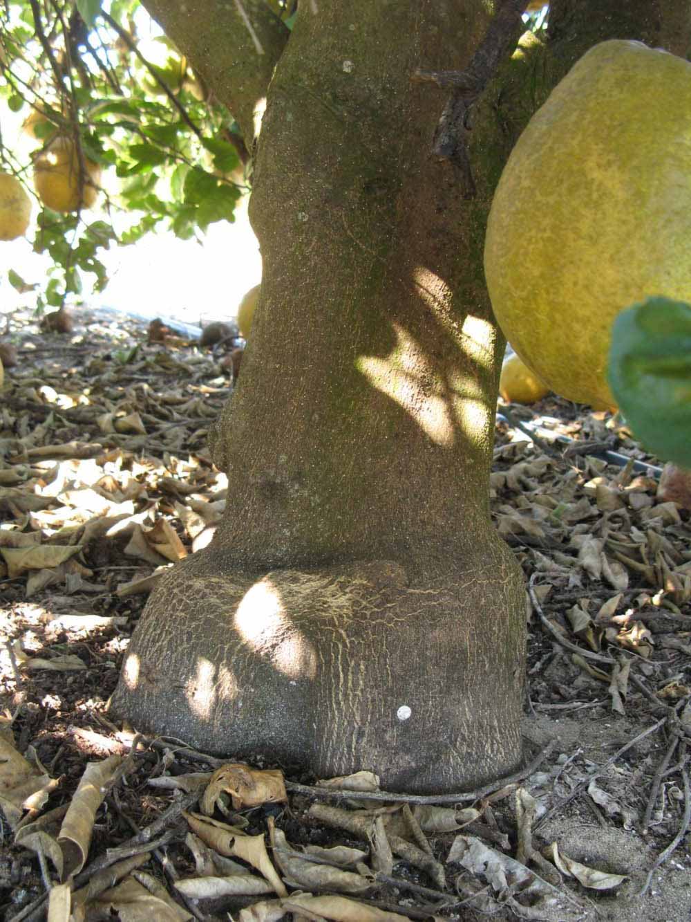              Bark (Winter Haven, FL)       